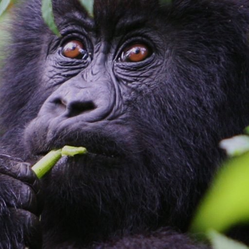 The Ultimate Gorilla Trekking in Africa