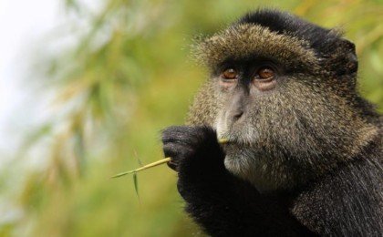 Rwanda Gorillas Tours &  Golden Monkeys