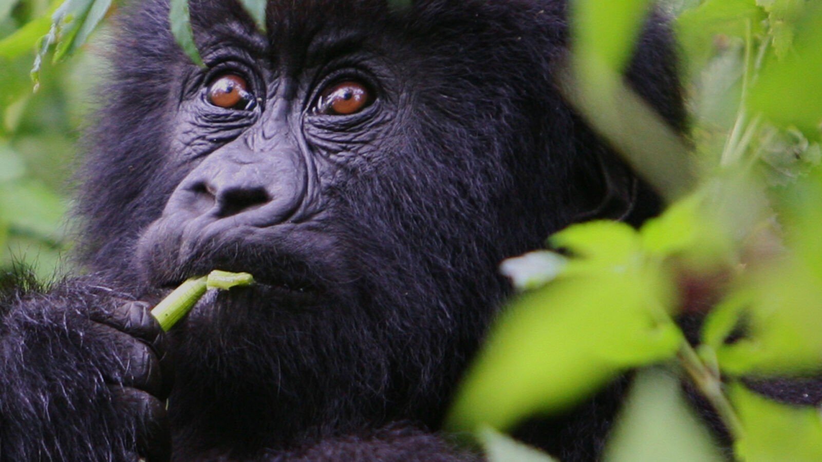 10 Days Best Uganda Safaris