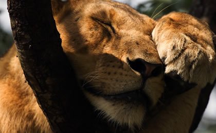 4 Days Uganda Wildlife