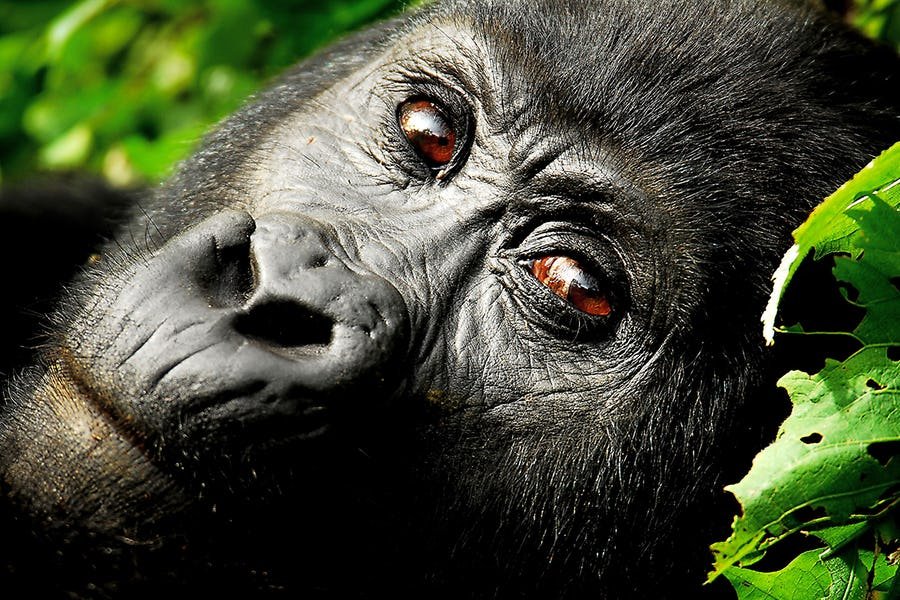Uganda Safari Holiday