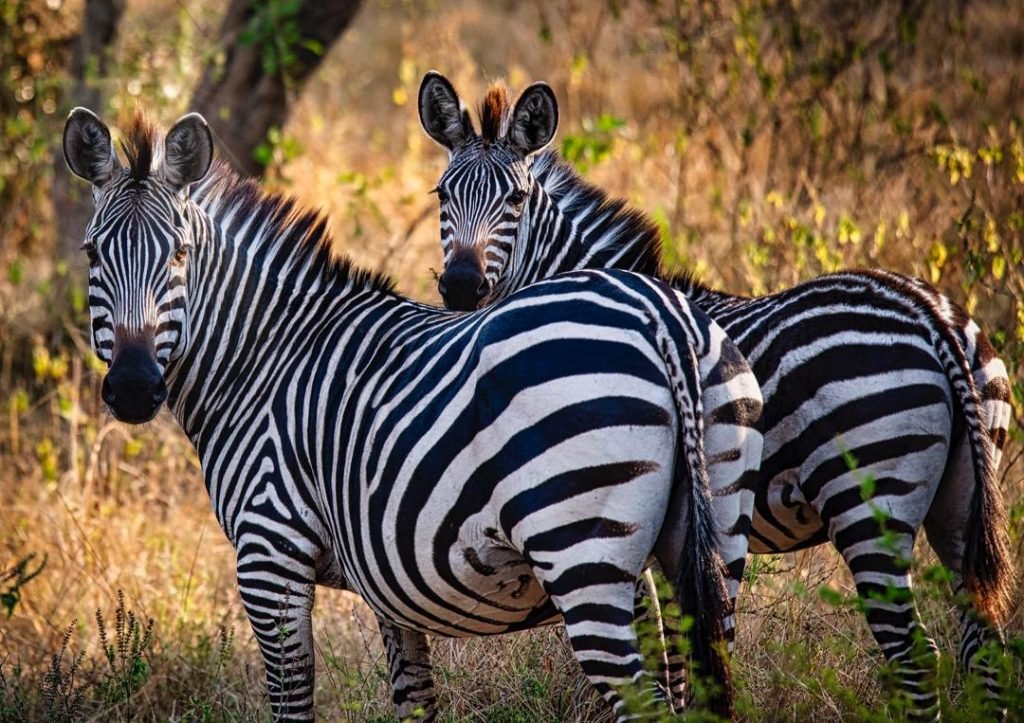 9 Days Wildlife Safari Uganda