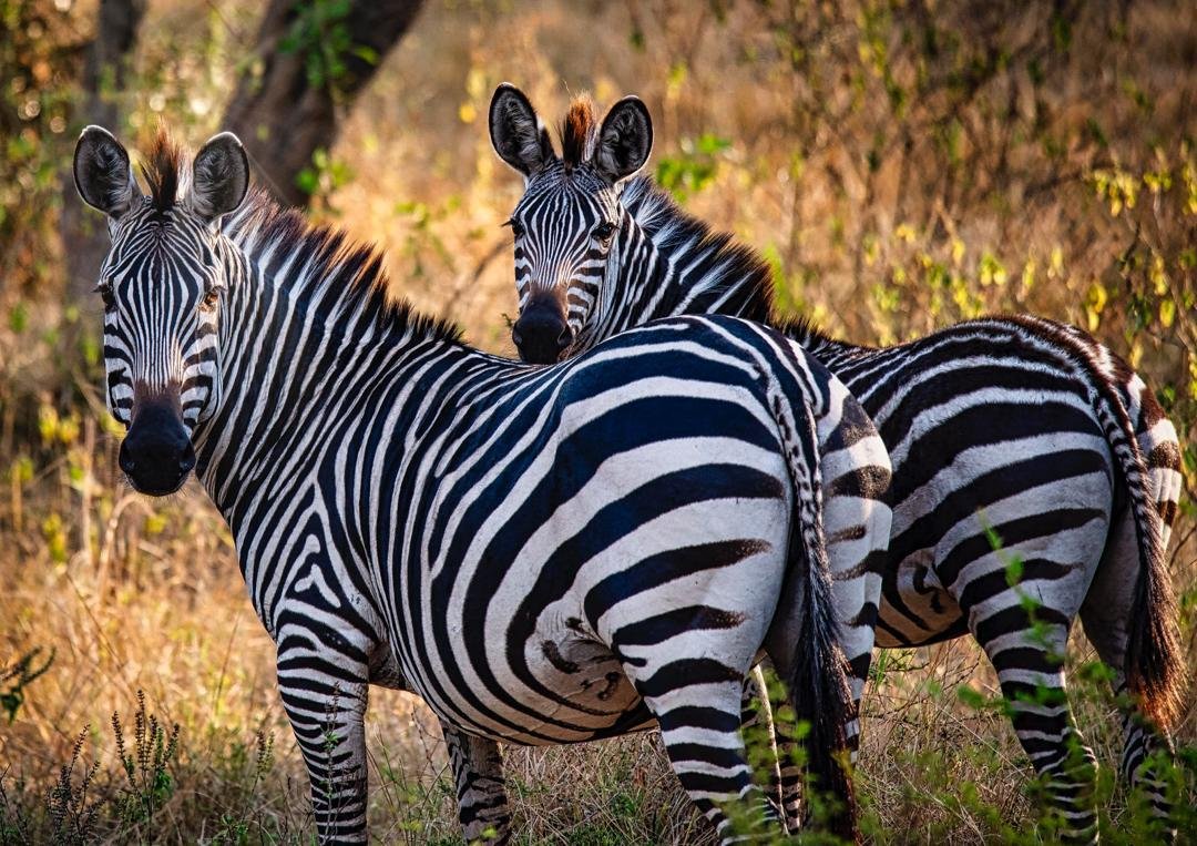 9 Days Wildlife Safari Uganda
