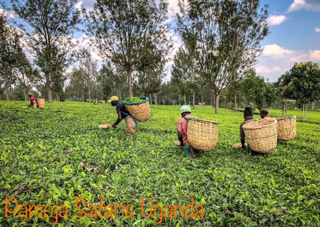 Uganda Local Currency - Uganda travel destination 
