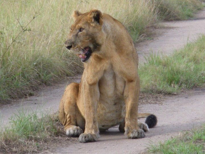 Uganda Safari Habituation Experience