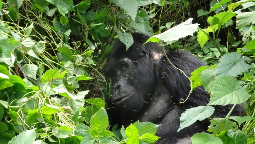 Mountain Gorilla in Africa