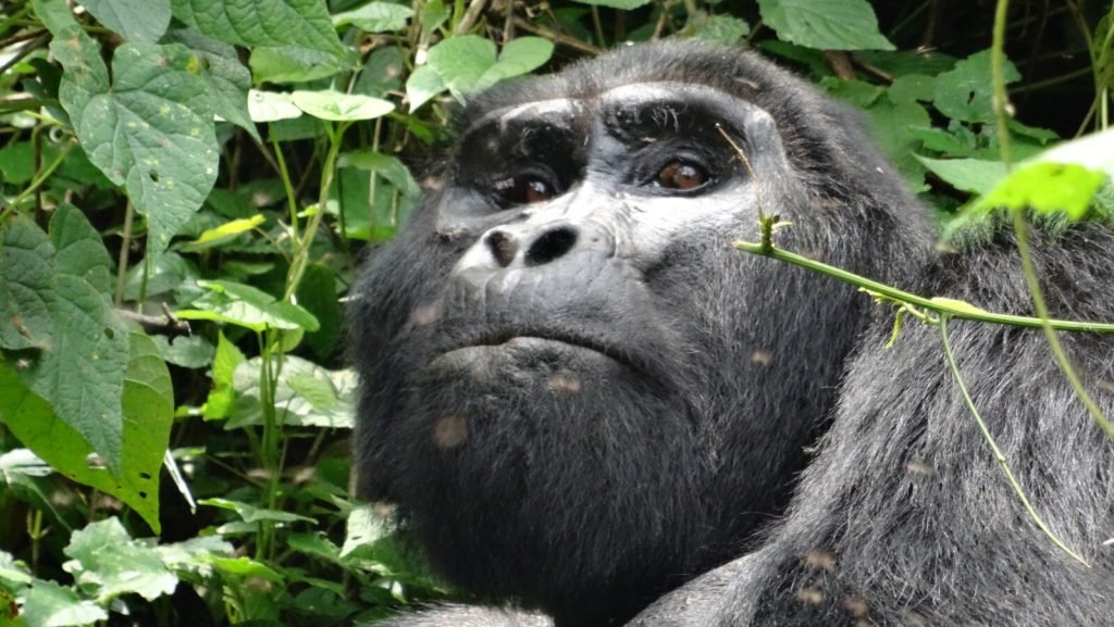 10 Days Best Uganda Safaris