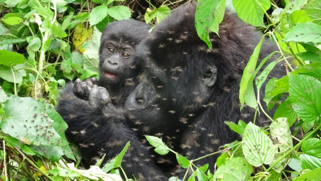 Rwanda Gorillas Tours &  Golden Monkeys