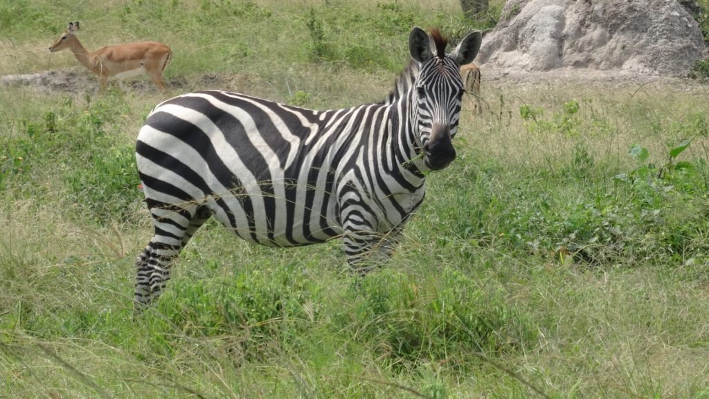 2 days Lake Mburo National Park - Short Uganda Safaris 