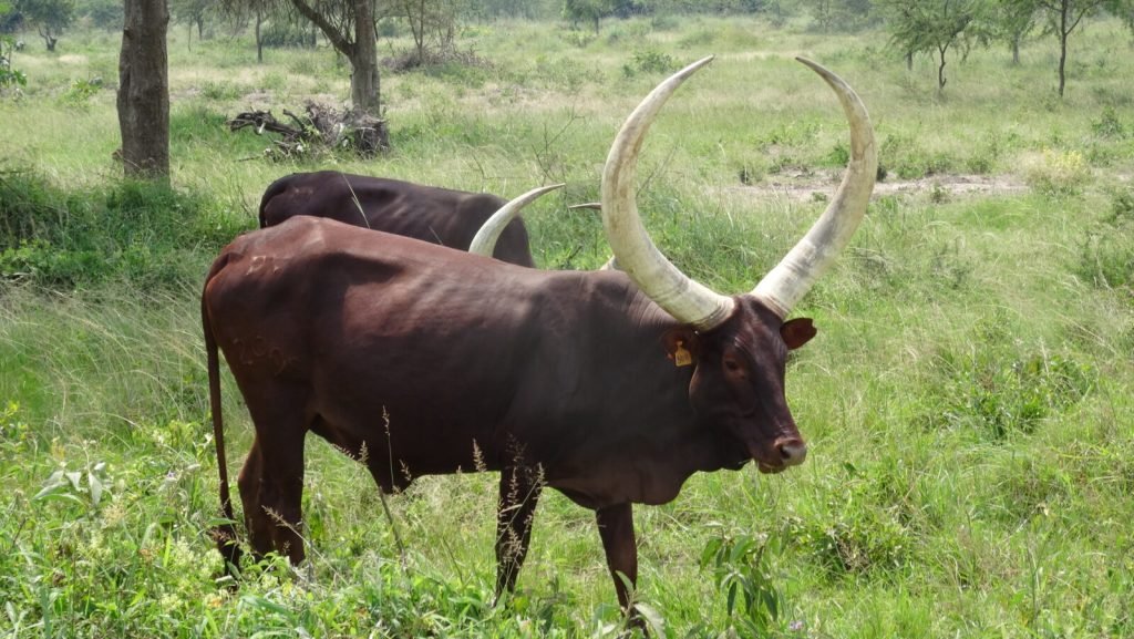 Lake Mburo National Park