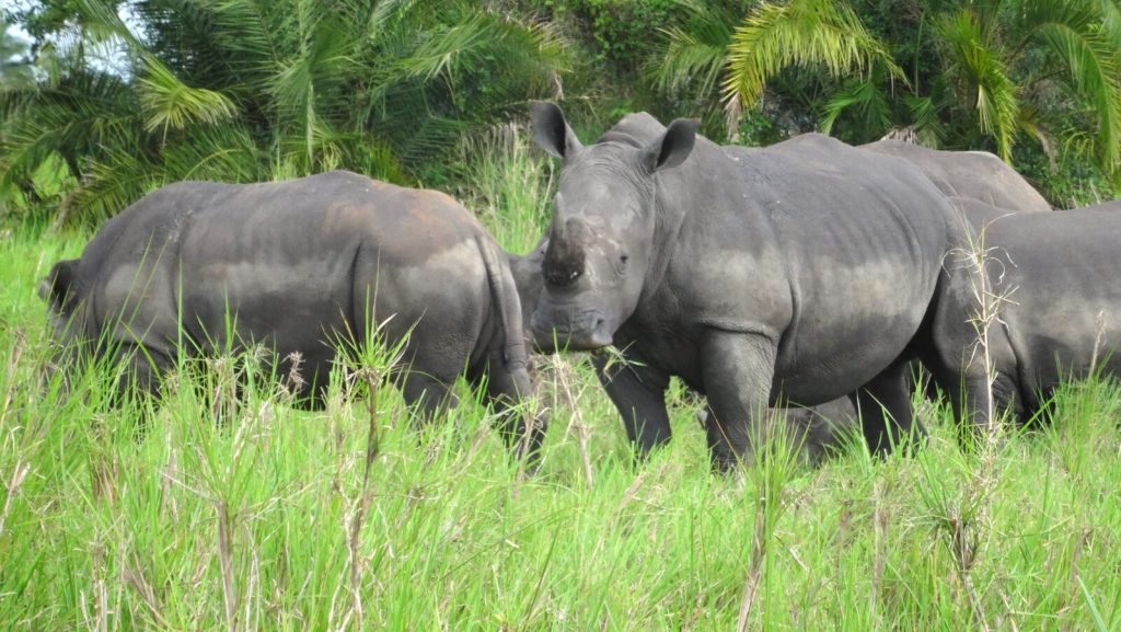 Adventure Uganda Safari - Uganda Safaris 