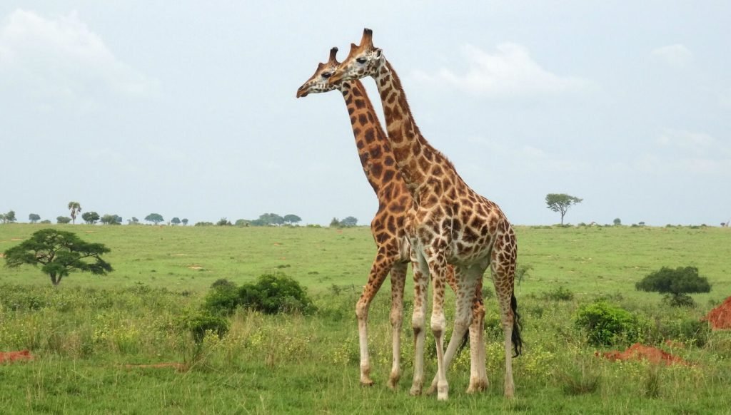 Africa Primates Safari Tours - Rwanda Gorilla Safari 