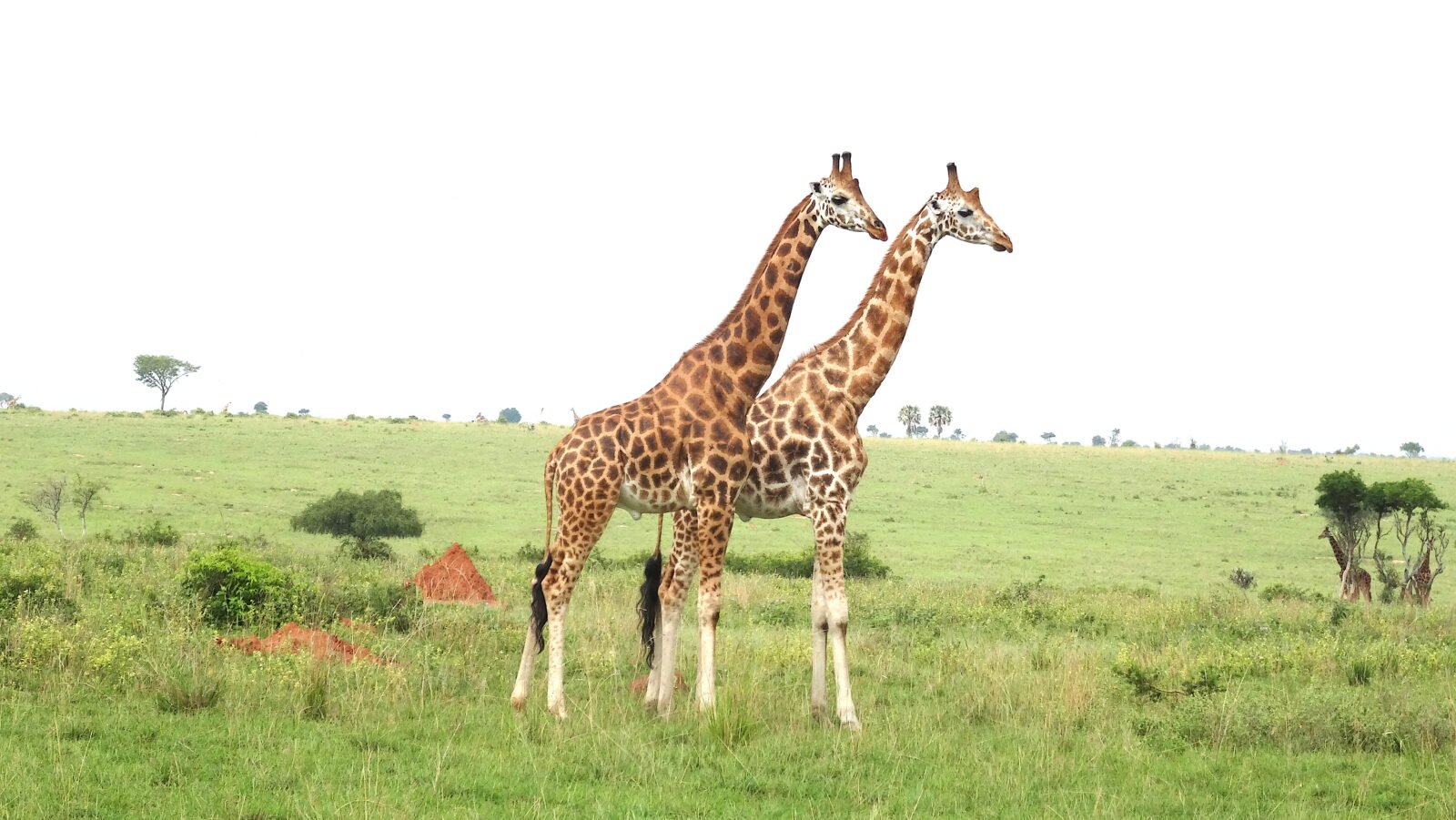 6 Days Solo travel Uganda Safaris