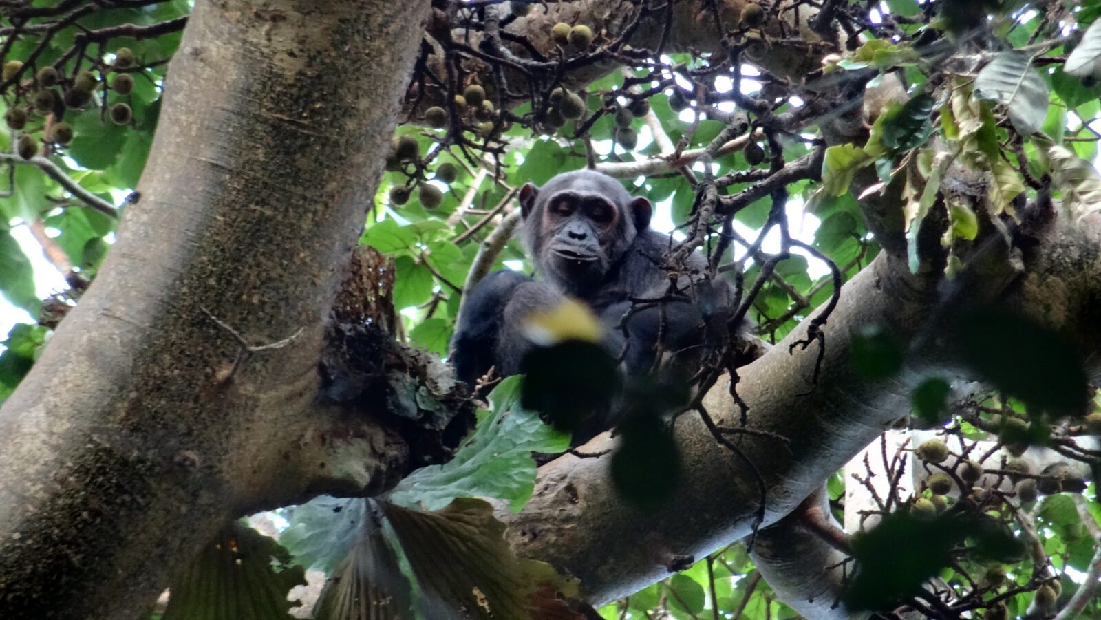 Chimpanzee Tracking in Rwanda