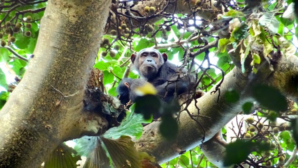 10 Days Uganda Primate Safari