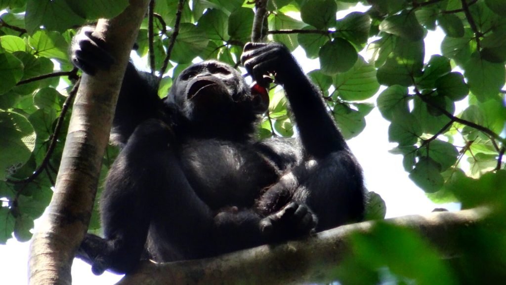 Uganda Rwanda Safari tours 
