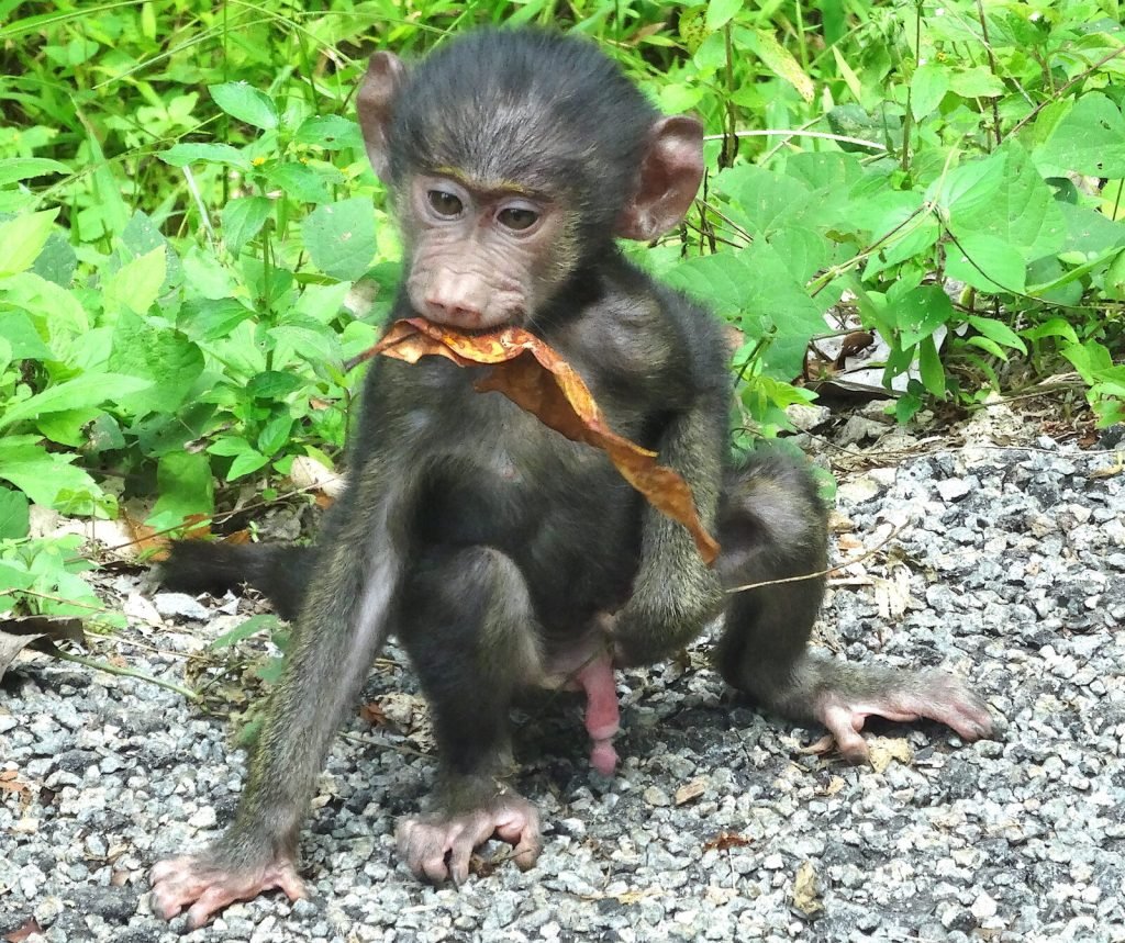 12 Days Affordable Gorilla Tours