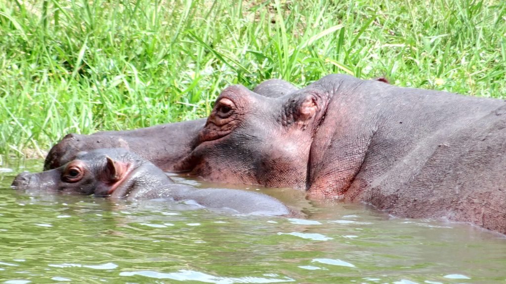 Best Selling Uganda Safaris