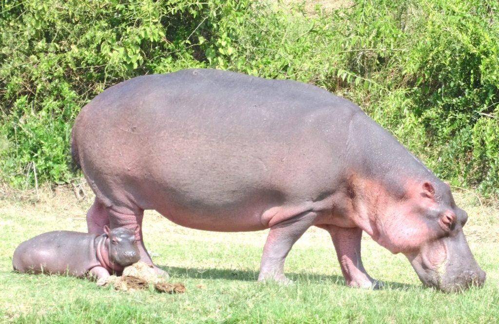 15 Days Adventure Uganda Safaris