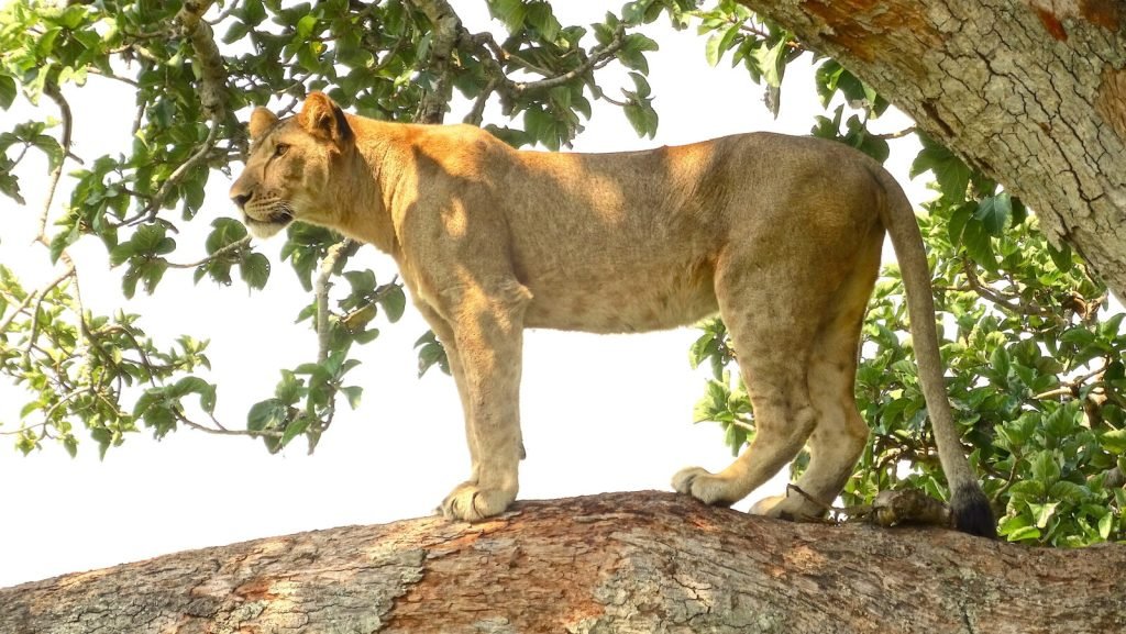 13 Days Best of Uganda Safaris