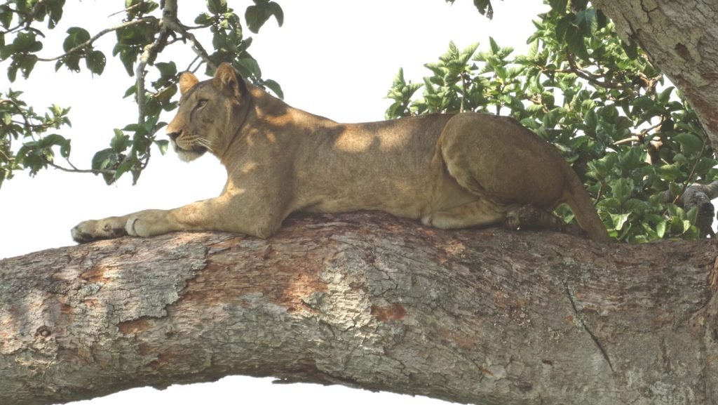 13 Days Best of Uganda Safaris