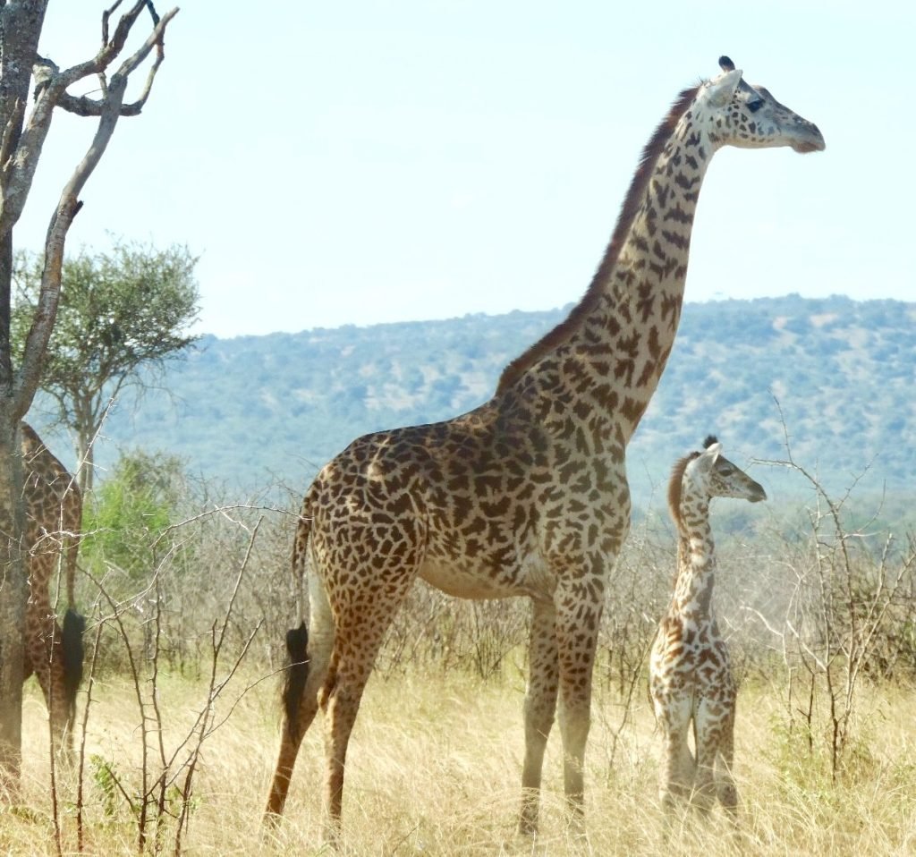 3 Days Rwanda wildlife Safari