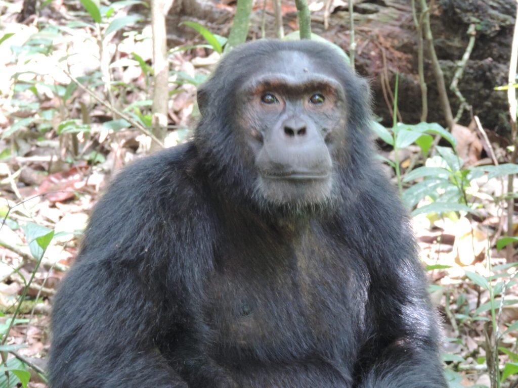 Chimpanzee Safari Uganda 