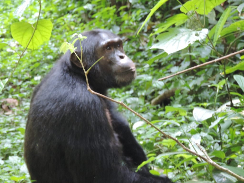 Gorillas permit in Uganda 
