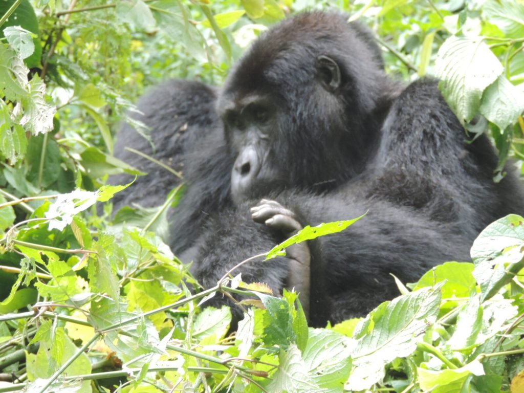 7 Days Gorilla Habituation Experience in Uganda