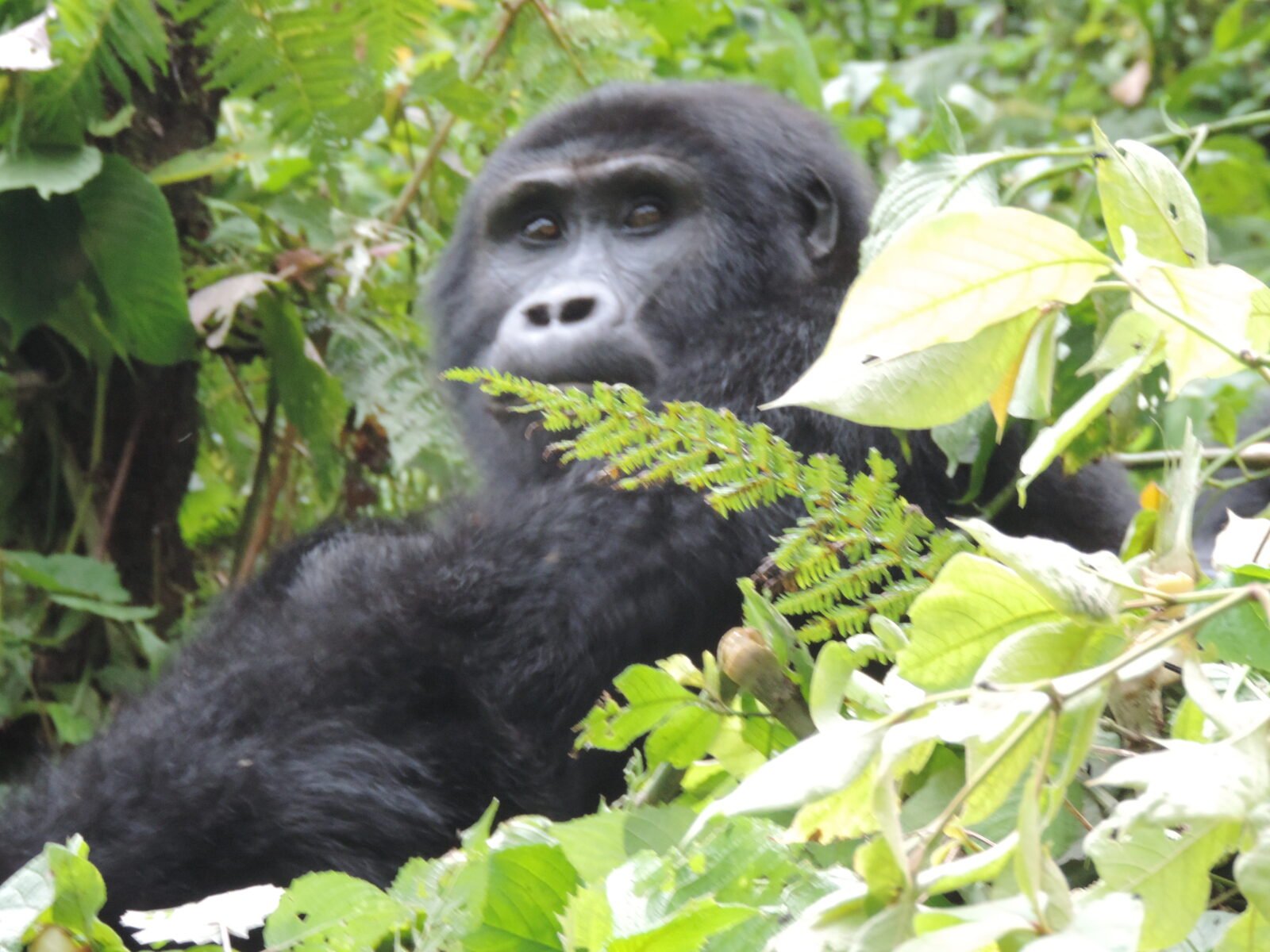 6 Days Uganda Gorillas Safari