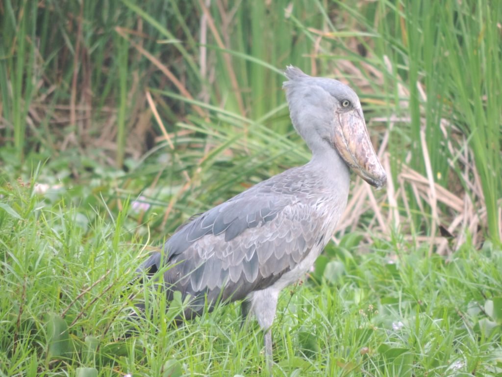 Best birding Uganda Safaris 