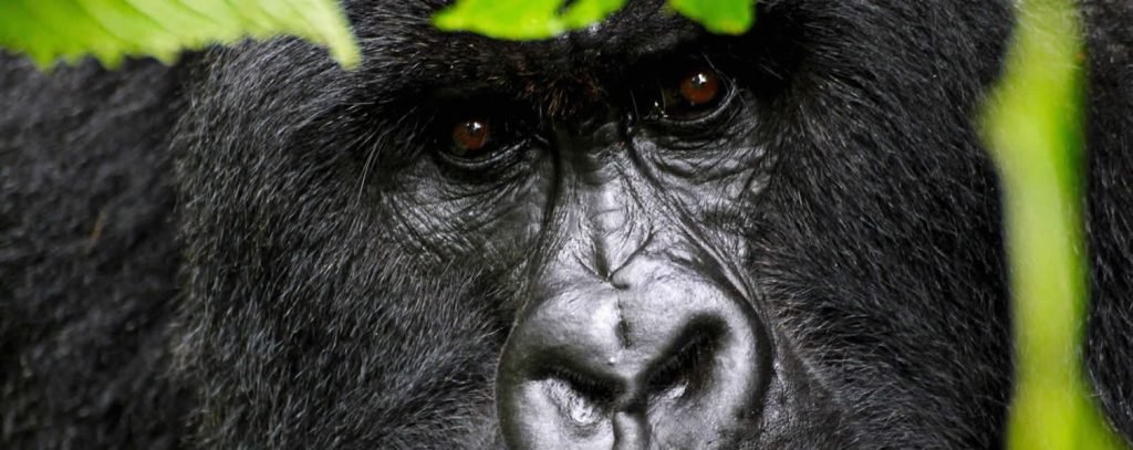 6 Days Rwanda Gorilla Safaris