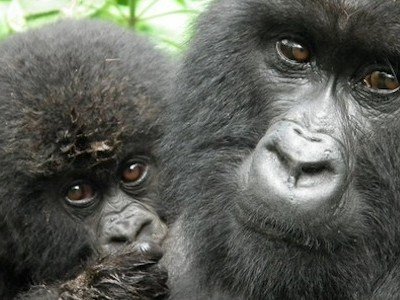 6 Days Lowland Gorilla