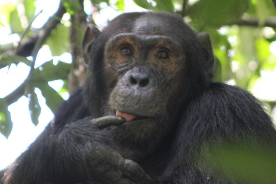 Explore Primate Uganda Safari