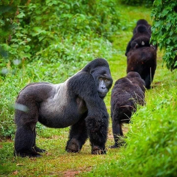 4 Days Rwanda Gorilla  Safari