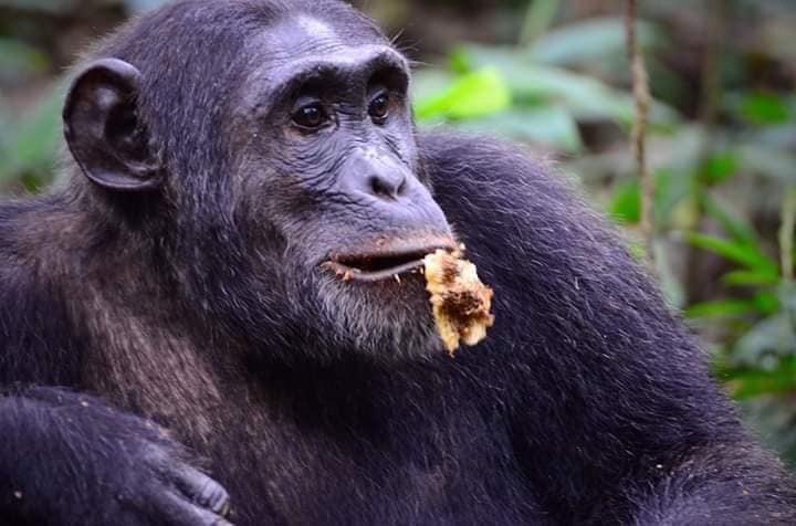 Africa Primates Wildlife Tours