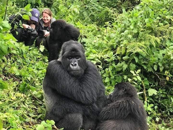 Chimpanzee Safari Uganda