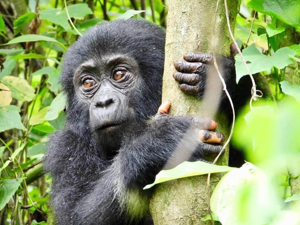 Mountain Gorilla Safari 