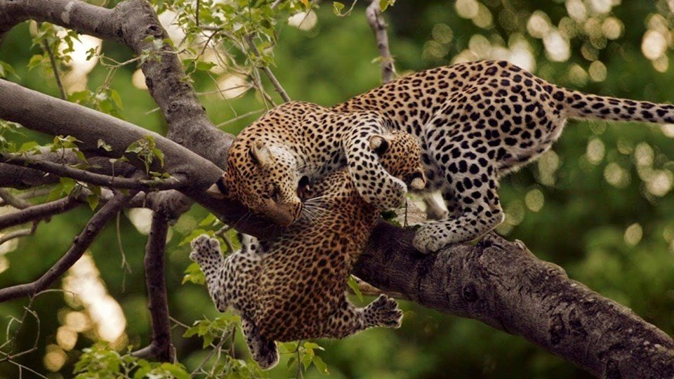 Tree climbing lion - Best Selling Uganda Safaris