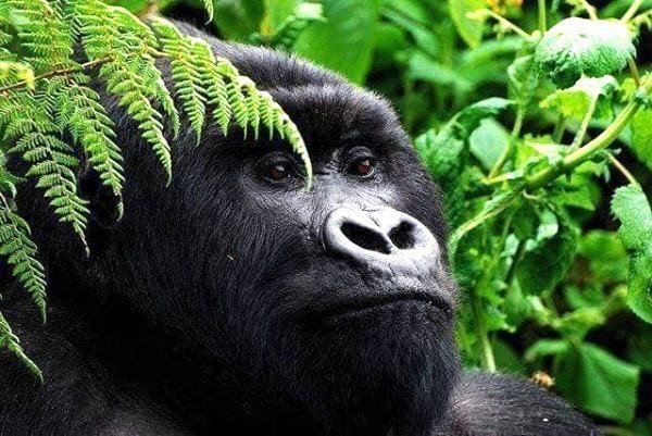 Rwanda Uganda Gorilla safaris