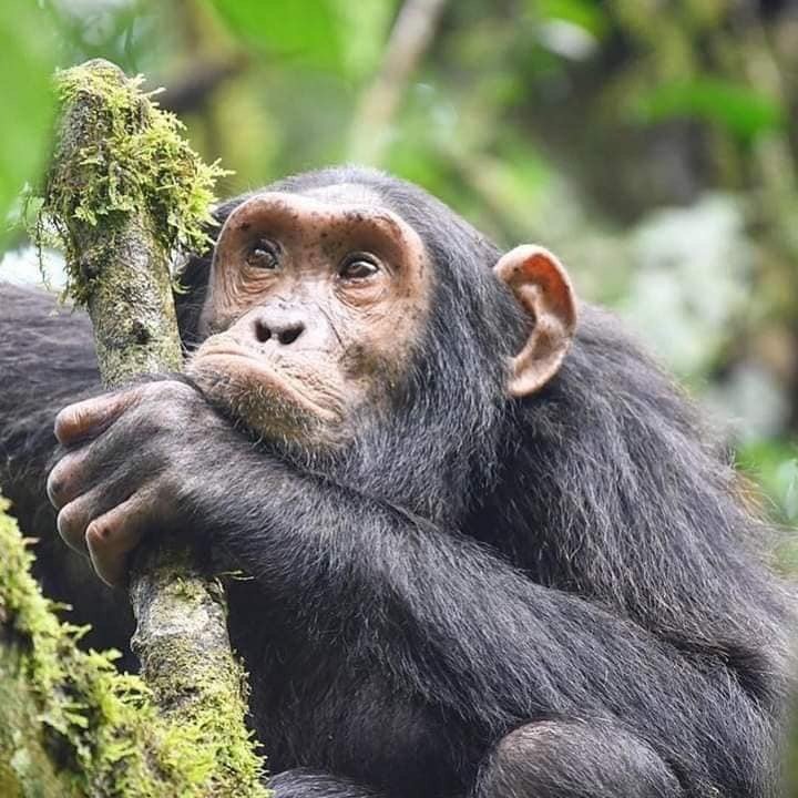 4 Days Murchison Falls National Park