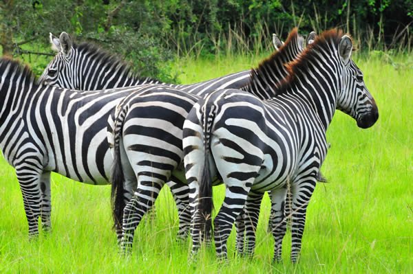 14 Days Uganda Safaris Holidays