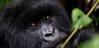 8 days Rwanda Gorilla safaris