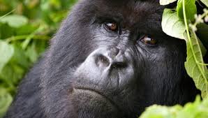 5 Days Gorilla Trekking in Congo