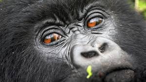 8 Days Congo Gorilla Trekking