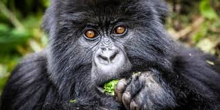 Fly in Uganda Safaris