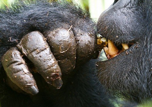 3 days Rwanda Uganda Gorilla