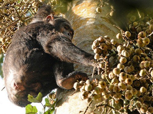 10 Days Uganda Primate Safari