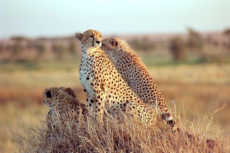 Rush to the Lush Serengeti