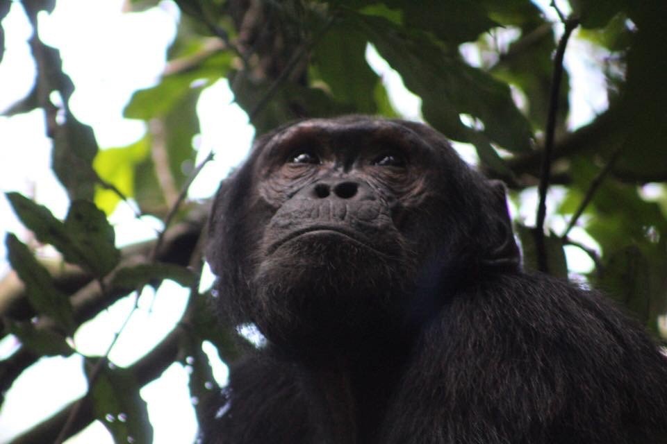 Uganda Tours - Chimpanzee Tracking in Kibale